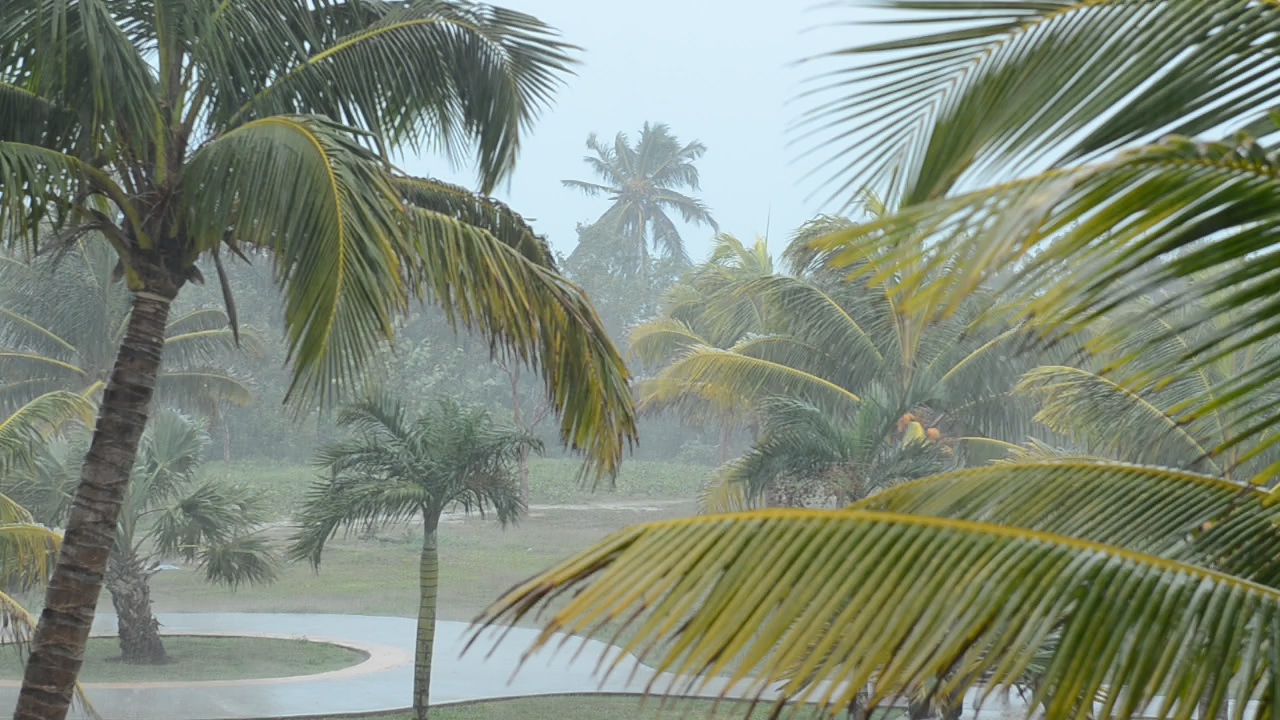 Palm trees in a tropical rain storm at the Iberostar Laguna Azul beach resort in Varadero Cuba