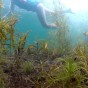 A view from the bottom of a lake of underwater plants and vegetation on the bottom of the lake in the foreground and a girl swimming at the surface of the lake in the background