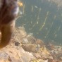 A view from the bottom of a lake of dead leaves and underwater plants and vegetation on the bottom of the lake and the underside of a dock in the background and part of a snapping turtle claw in the foreground
