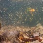 GoPro floating just above the bottom of a lake with the bottom of a dock in the background and dead leaves and underwater plants growing out of the bottom of the lake and part of a snapping turtle swimming past in the foreground