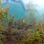 Photograph from GoPro near the bottom of a lake with the plants and vegetation of the bottom of the lake in the foreground and a girl swimming on the surface of the lake in the background.