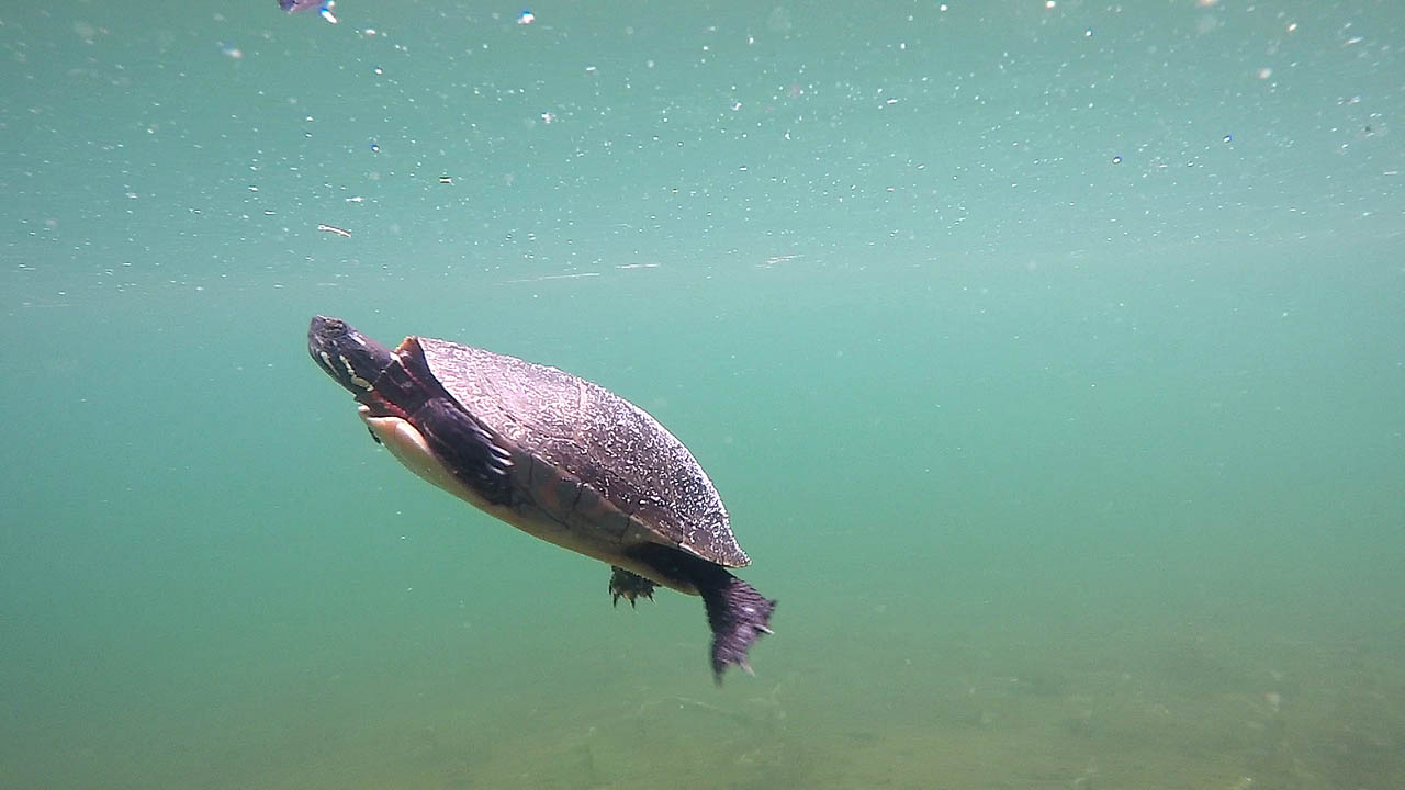 The photograph shows of a turtle swimming around in the lake at the cottage.The turtle swam right up close to the GoPro Hero 4 Black camera in the video and even bumb into the GoPro camera. The turtle is an Eastern Painted Turtle