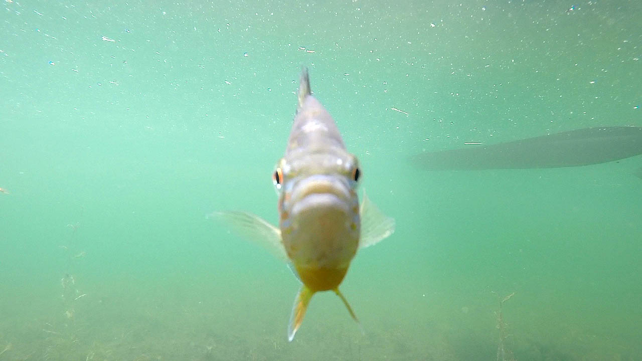 The photograph shows of a fish swimming around in the lake at the cottage.The Fish swam right up close to the GoPro Hero 4 Black camera in the video and even bumped into the GoPro camera. The Fish is aBass Fish