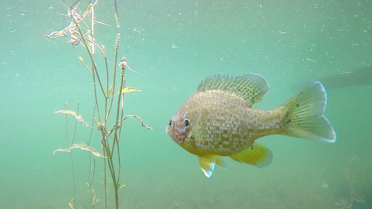 The photograph shows of a fish swimming around in the lake at the cottage.The Fish swam right up close to the GoPro Hero 4 Black camera in the video and even bumped into the GoPro camera. The Fish is aBass Fish